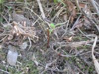 葉を食べられた「マリーゴールド」