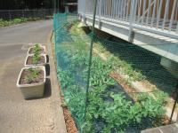 すぎのこ２のスイカ