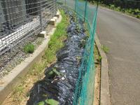 ネットに守られ勢いのある「からいも苗」