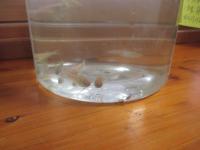 卵を持つ雌の黃メダカ