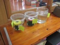 やくと君ちからいただいたメダカ