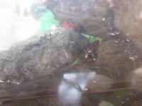 元気に育っているカニさん