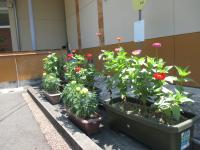 渕上所長からいただいた「マリーゴールド」と「ジニア」