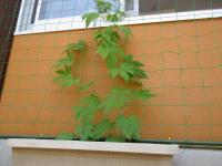 グリーンカーテンの「ツルレイシ」