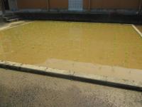 田植えの後の田んぼ