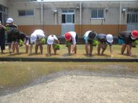 横一列で植えていきます