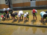 田植え綱の目印を探します