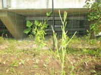 ３年生枝豆が無残な姿