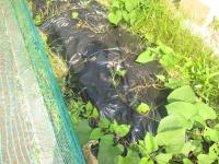 １・２年生からいもの葉がなくなっています