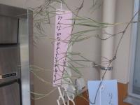 みんながなかよくできますように