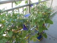 ばぶちゃん　きぬちゃん