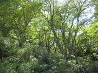 春はピンクに染まります