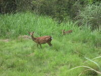 鹿の親子に見送られ