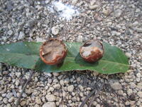 鹿の仕業です！