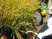 みんなも刈り取ります