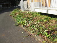 鹿に負けなかった　蔓