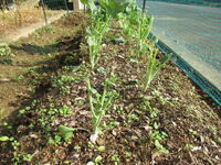 ３年生のプロッコリー