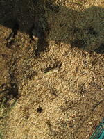 １・２年生の玉ねぎ