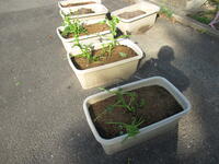 すぎの子２のジャガイモ