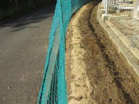 １・２年生玉ねぎ畑