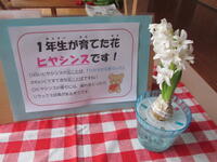 １年生のヒヤシンス