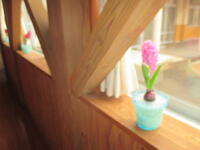 ろうかを彩るヒヤシンス