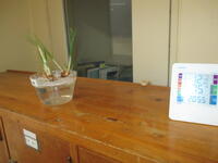 クロッカスの球根