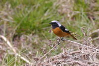 ジョウビタキ（オス）