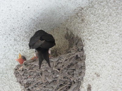 季節のたより 長洲町立腹赤小学校