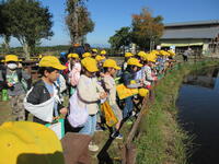 コイのえさやり