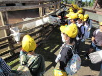 ヤギのえさやり