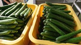 朝から納品されたきゅうりです