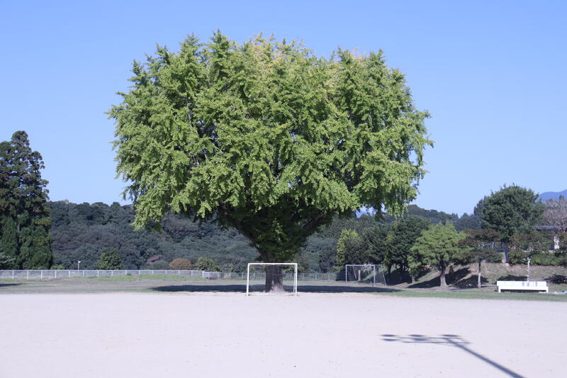 西小のシンボルツリー