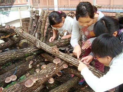 しいたけ収穫 しいたけ収穫