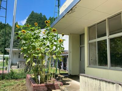 ひまわりが大きく育っています！