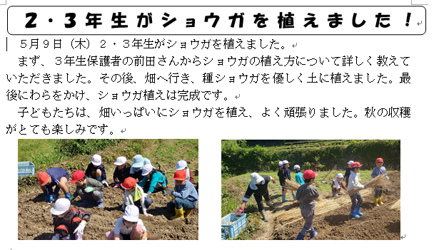 ２・３年生がショウガを植えました！