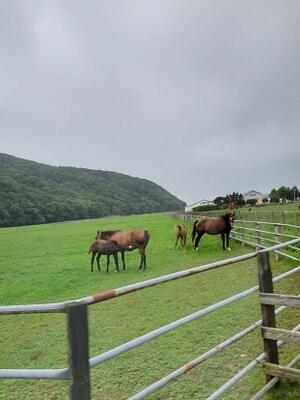 サラブレッドが育つ牧場