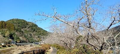 出番を待つ桜！