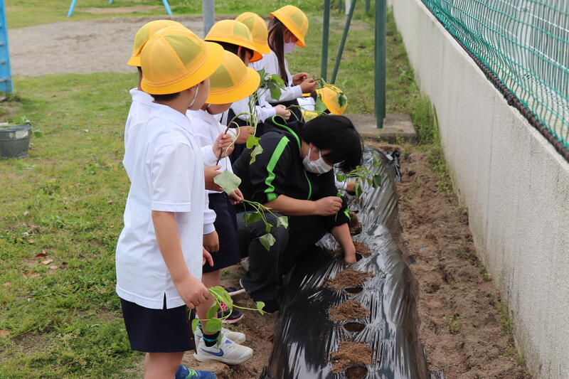 植え方を教えてもらいました