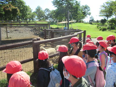 ひつじをようすを観察しています