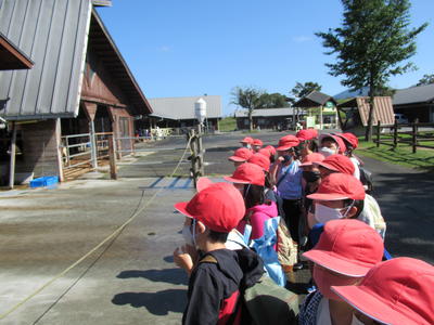 牛舎の大きな牛にびっくりしています