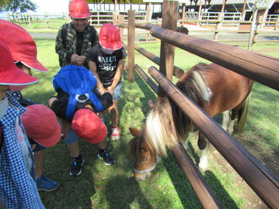 馬に草を食べさせています