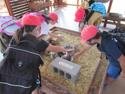 モルモットを触っています