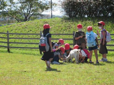 馬だけじゃなく、やぎにも草を食べさせています