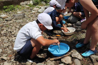 ニジマスを捌く