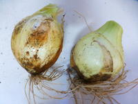 もらったタマネギです！