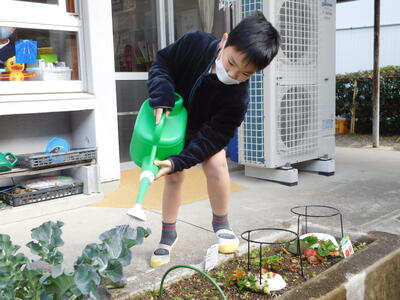 毎日かかさずお水をあげ、野菜たちが育っていく変化に喜び