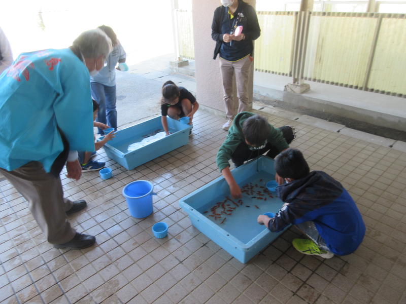金魚すくいの様子