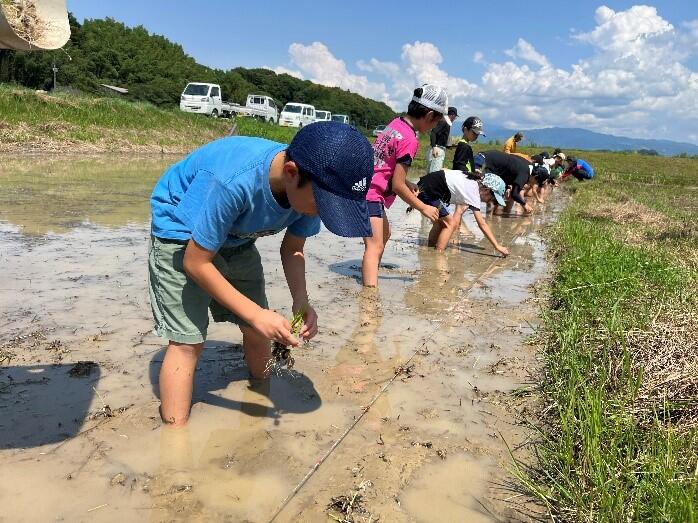 一生懸命苗を植えています。