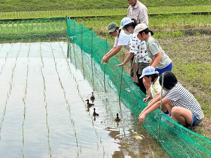 アイガモを田に放しました。